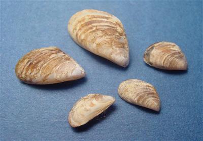 Five quagga mussels 