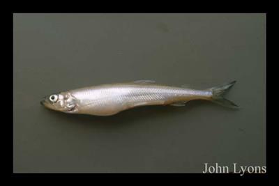 Lateral view of a rainbow smelt