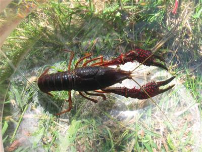 Top-view of a red swamp crayfish in an aquatic environment