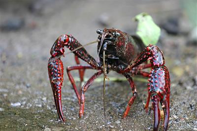 A red swamp crayfish staring at you like it wants a piece of you outside, right now. 