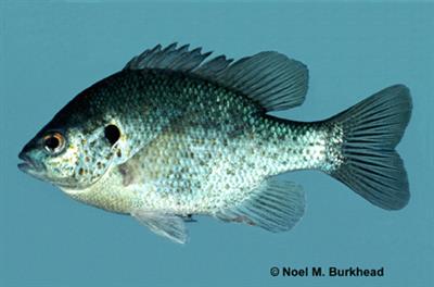 Lateral view of a Redear sunfush