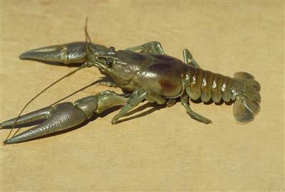 top-side view of a rusty crayfish 