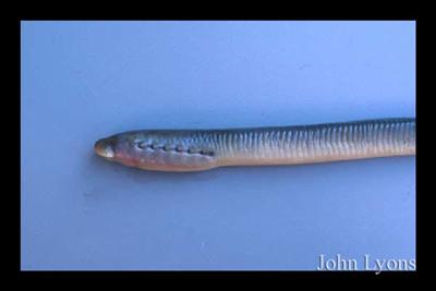 Close-up view of a sea lamprey head