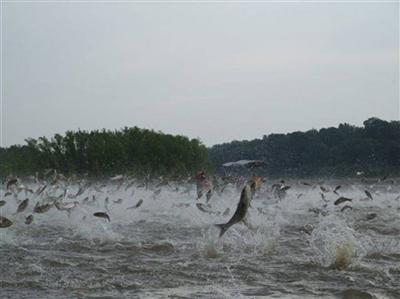 An uncountable number of silver carp jumping up out of the water