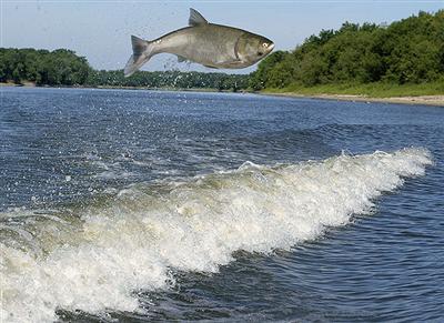 A solitary silver carp jumping over a breaking wave