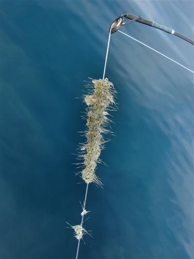 A fishing line covered in clumps of spiny waterflea
