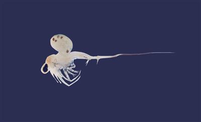 Very close-up image of a spiny waterflea