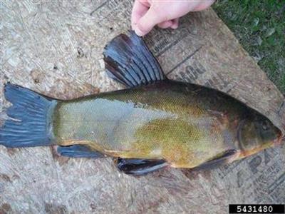Closeup of a tench fish on a piece of plywood