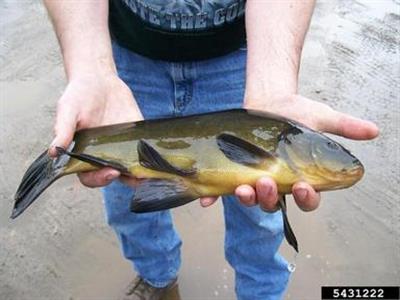 A tench being held in two hands