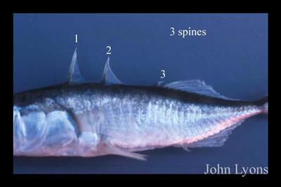 Close-up of a threespine stickleback showing its three spines