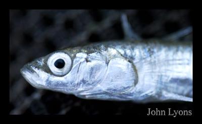 Closeup of head of threespine stickleback