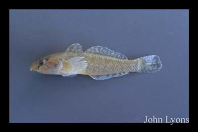 Lateral view of a tubenose goby