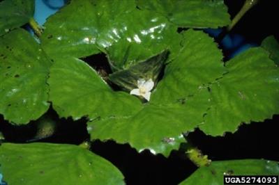 Closeup of a water chestnut leaf