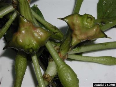 Water chestnuts showing spiny fruit