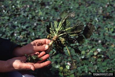 Person holding a plant that has been removed from the lake bed. 