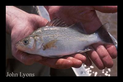 A white perch being held in someone's hands