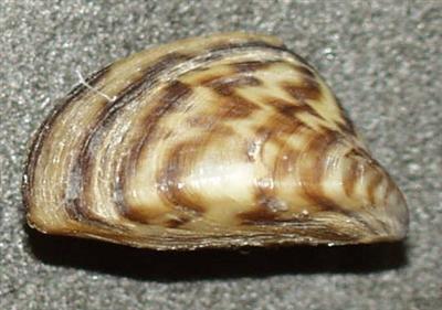 Closeup of a Zebra Mussel shell