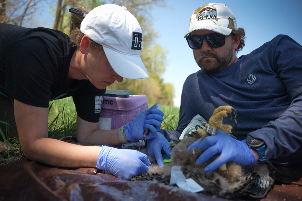 A woman takes a blood sample from an eagle lying on its back while a man holds the bird securely.