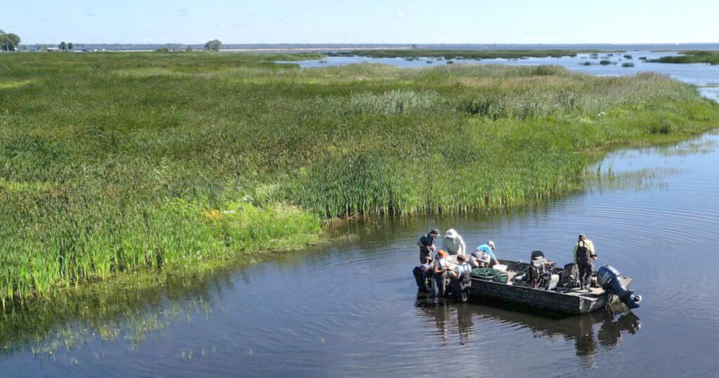 A motorboat with several people in shallow water collecting samples along the edge of a wide wetland marsh, surrounded by tall green plants and open water under a clear blue sky.